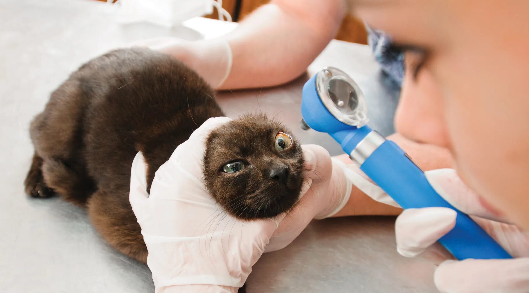 Обследование кошек. Офтальмология животных. Обследование кота у ветеринара.