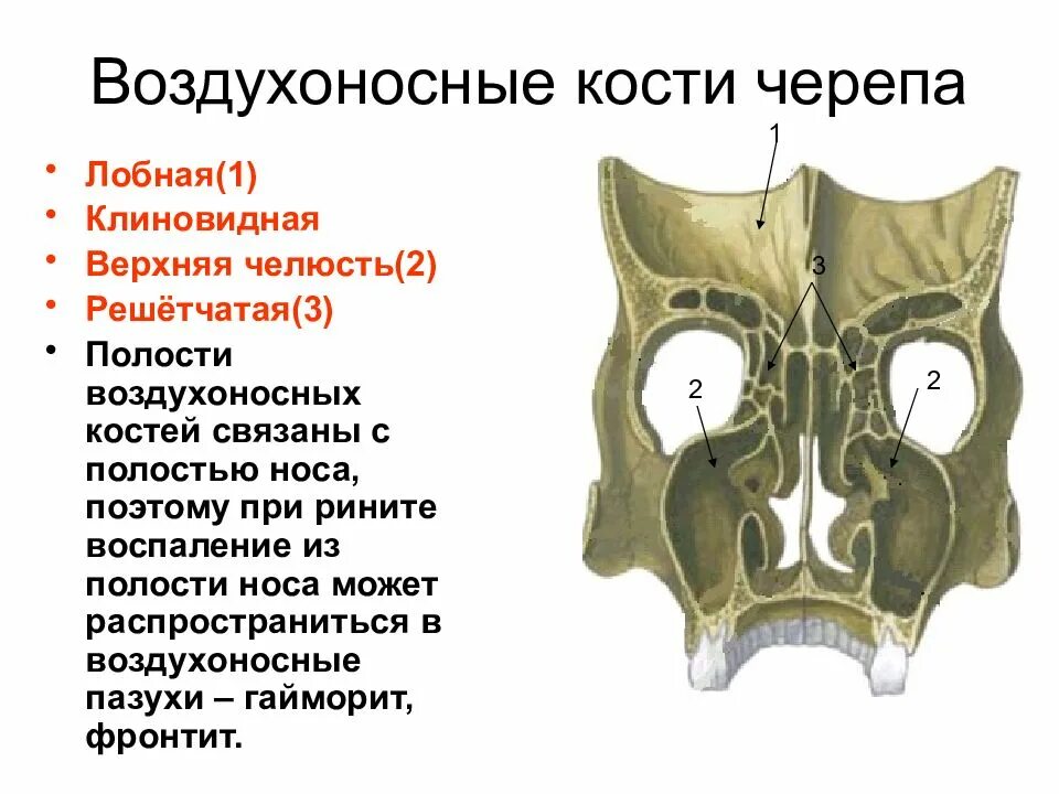 Полости в костях черепа. Воздухоносные кости решетчатая кость. Воздухоносные пазухи черепа анатомия. Лобная кость анатомия воздухоносная пазуха. Клиновидная и решетчатая кость анатомия.