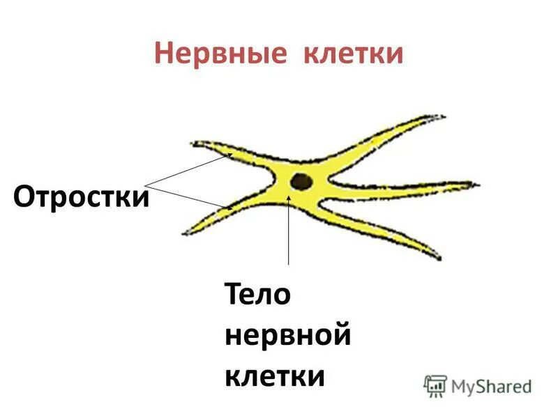 тело дуга и отростки позвонков. тела и отростки расположены в сером. тело дуга и отростки позвонков. позвонки дуга отростки суставные. передних рогах спинного мозга.