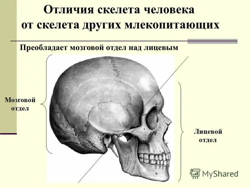 Отличие черепа человека от черепа человекообразной обезьяны. Череп состоит из двух отделов. Кости лицевого черепа соединены. Преобладание мозгового черепа над лицевым. Преобладание мозгового черепа над лицевым.