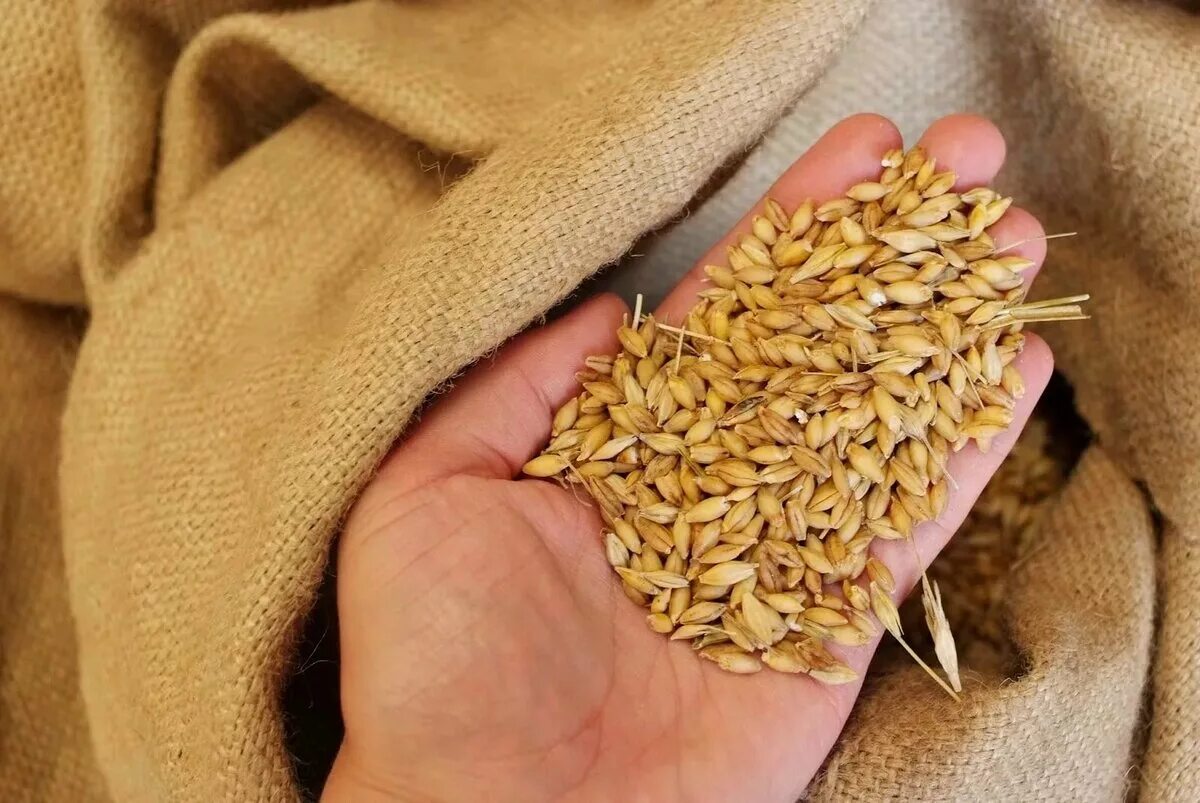 Семена Яровой пшеницы. Пшеница зерно. Пшеница семенная. Пшеница необработанная.
