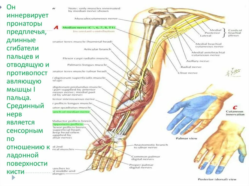 Срединный нерв анатомия. Иннервация пальцев кисти срединный нерв. Анатомия нерва верхней конечности. Срединный нерв мышцы кисти.