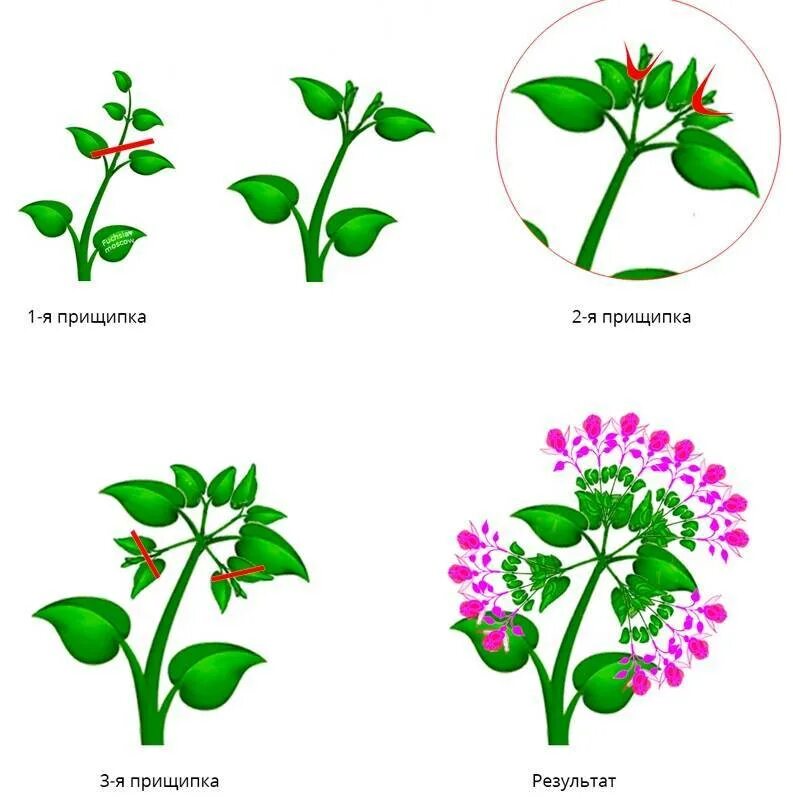 Схема прищипки петуний. Прищипывать петунию схема. Прищипка ампельной фуксии. Прищипка петунии. Как формировать петунию для обильного цветения