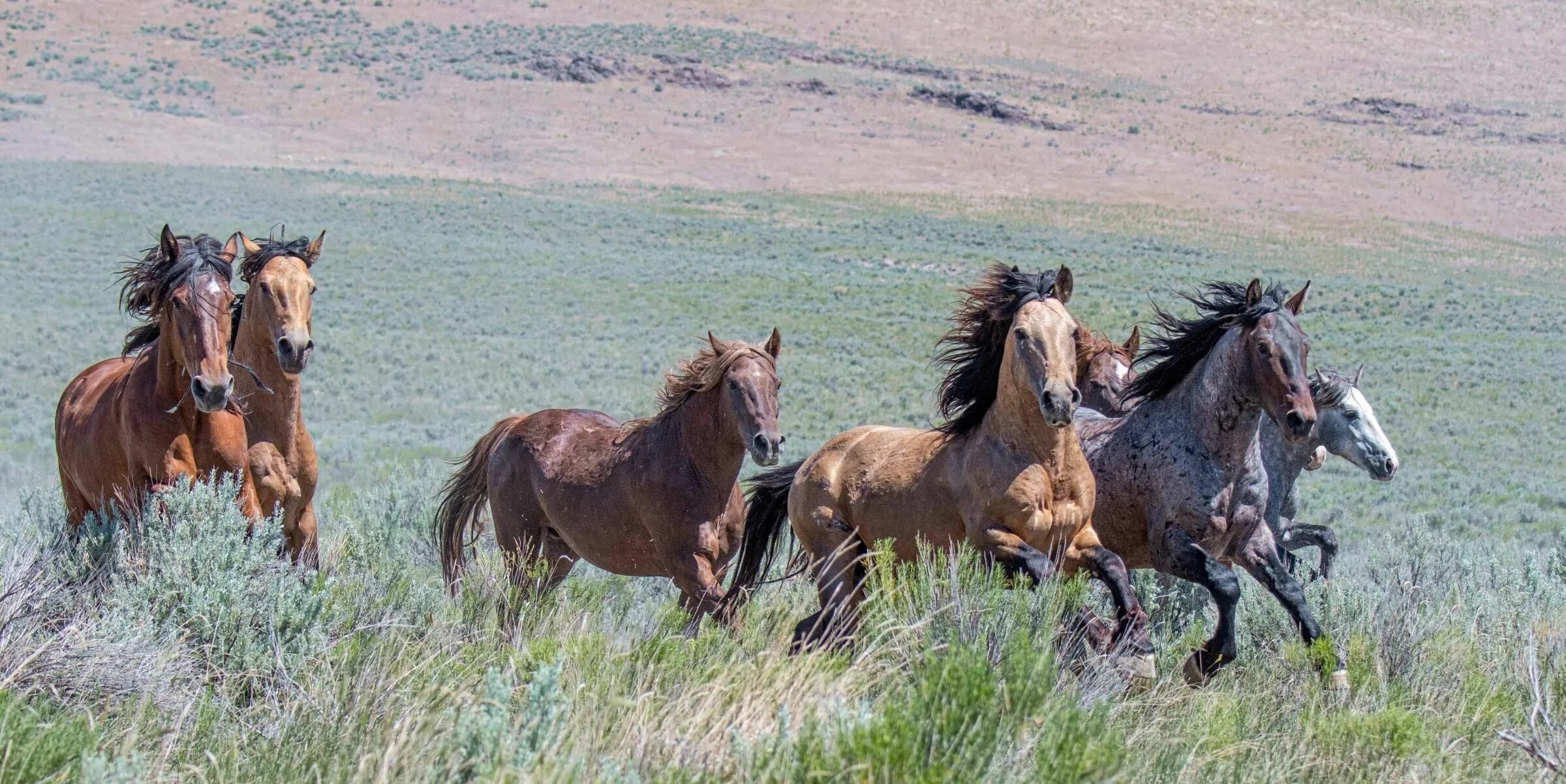 Wild horse islands the hunt. Дикие лошади Мустанги в дикой природе. Табун диких мустангов. Дикая лошадь Мустанг прерии. Мустанги лошади в дикой природе.