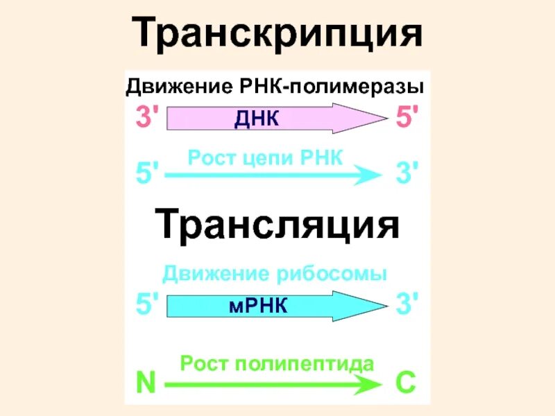 Центральная Догма молекулярной биологии. Движение и РНК.