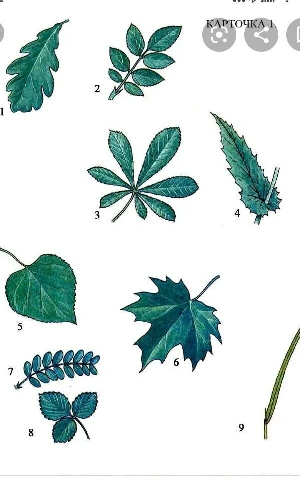 Внешнее строение листа. Просто и сложный лист. Внешнее строение листа рисунок. Жилкование листьев рисунок биология. Строение листа биология.