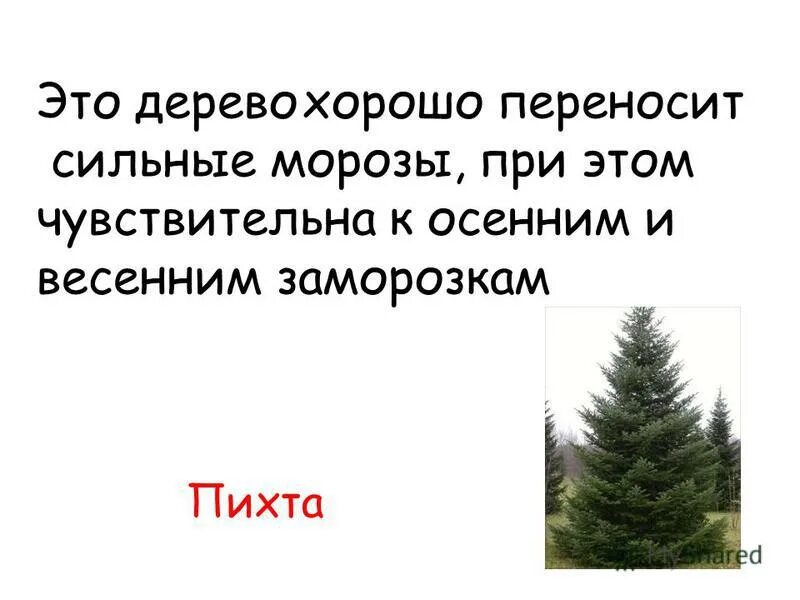 Стих про пихту для детей. Пирожки для решения задач. Ошибки в образовании формы слова примеры. Задача бабушка напекла пирогов. Запах пихты.