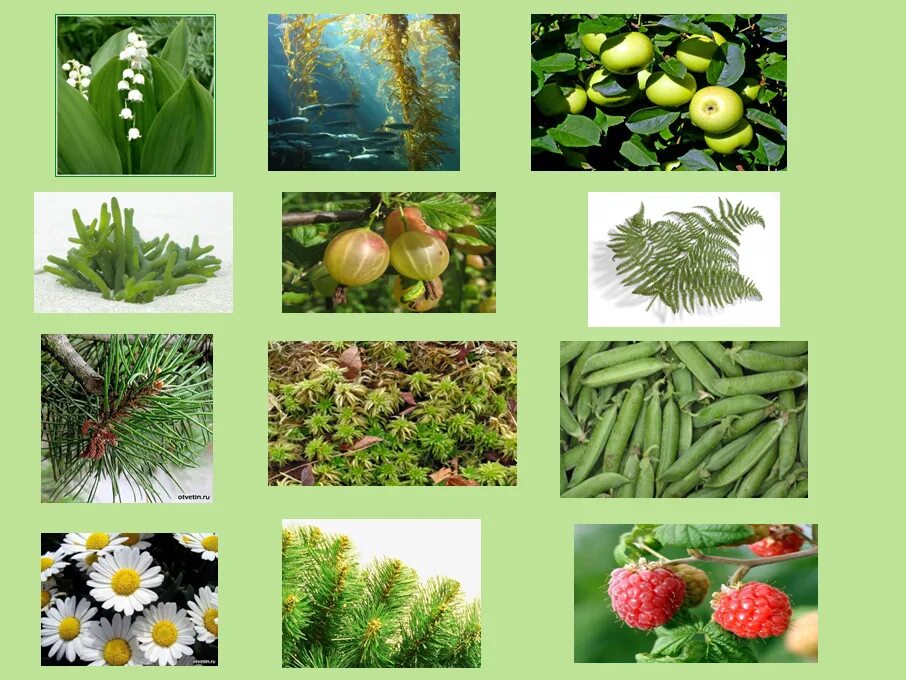 Как сохранить разнообразие растений. Разнообразие растений. Многообразные растения. Изображение разных растений.