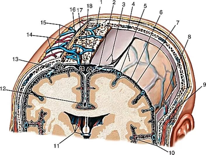 Вены головного мозга. Неттер твердая мозговая оболочка. Оболочка головного мозга твёрдая мозговая оболочка. Сосуды твердой мозговой оболочки. Лобная диплоическая Вена.