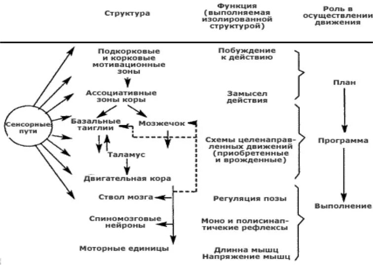 Движение развитие внутренняя. Общий план организации двигательной системы. Состав двигательной функциональной системы. Строение двигательной системы классификация движений. Схема организации двигательной системы.