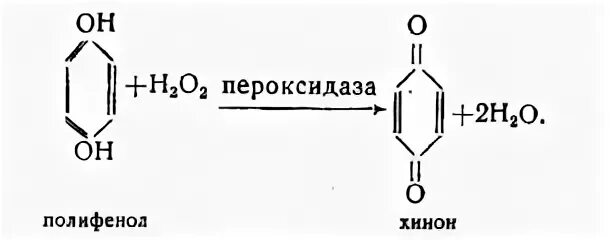 Фермент хрена