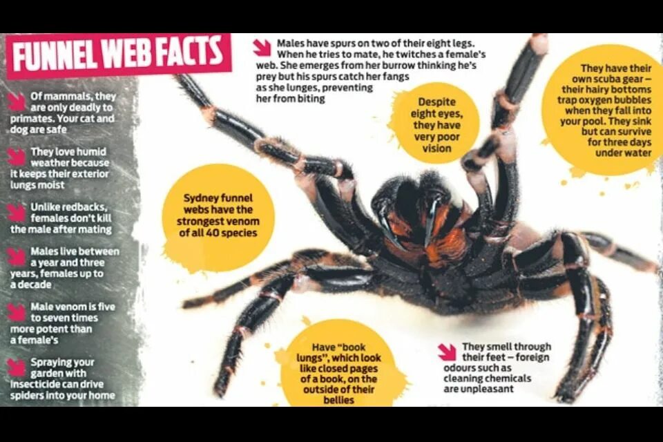Atrax robustus паук. Сиднейский паук. Funnel Spider. The Sydney Funnel web.
