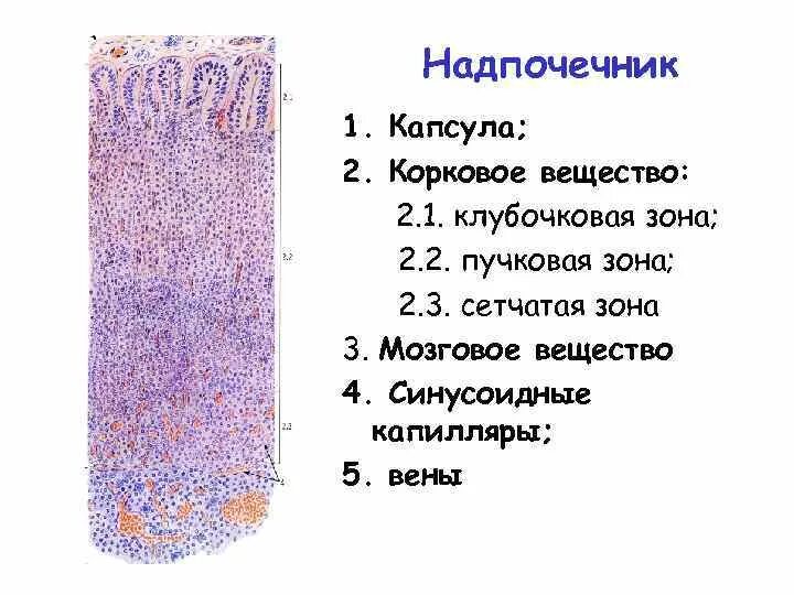 Сетчатая зона. Корковое вещество надпочечников гистология. Клубочковая зона надпочечников гистология. Гистологическое строение надпочечников гистология. Строение надпочечника препарат.