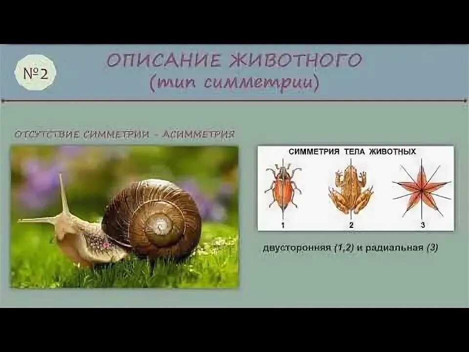 Укажите тип симметрии животного бабочка изображенного