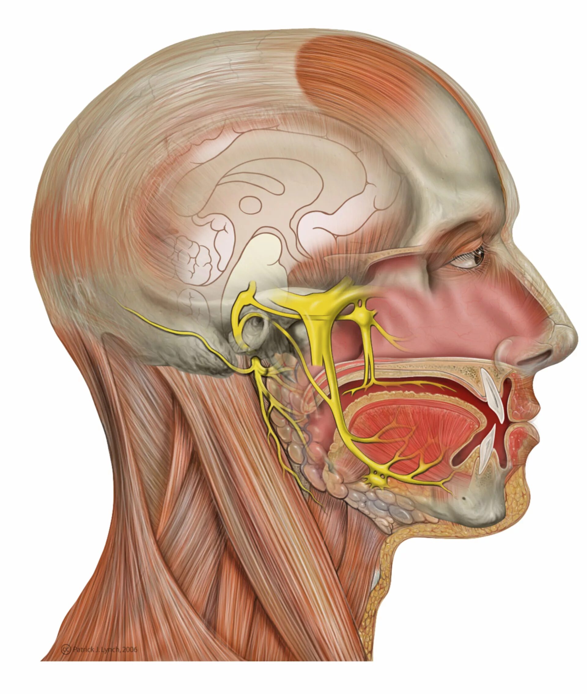 Nervus Facialis. Неврит и невралгия тройничного нерва. Nervus trigeminus. Ганглий тройничного нерва анатомия. Лицевой нерв челюсти