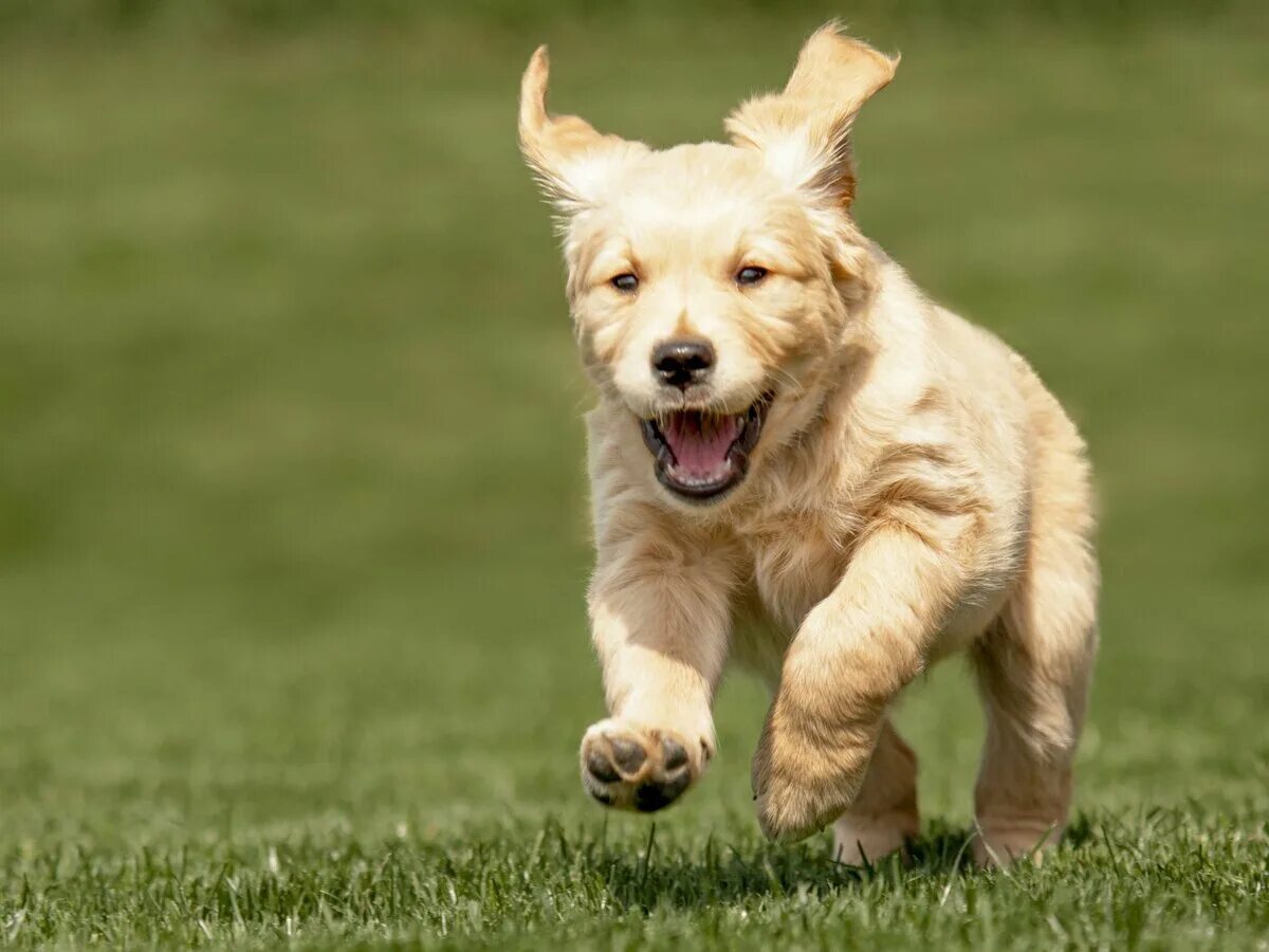 Убежал щенок. Радостный щенок. Счастливая собака. Собака бежит. Щенок бегает.