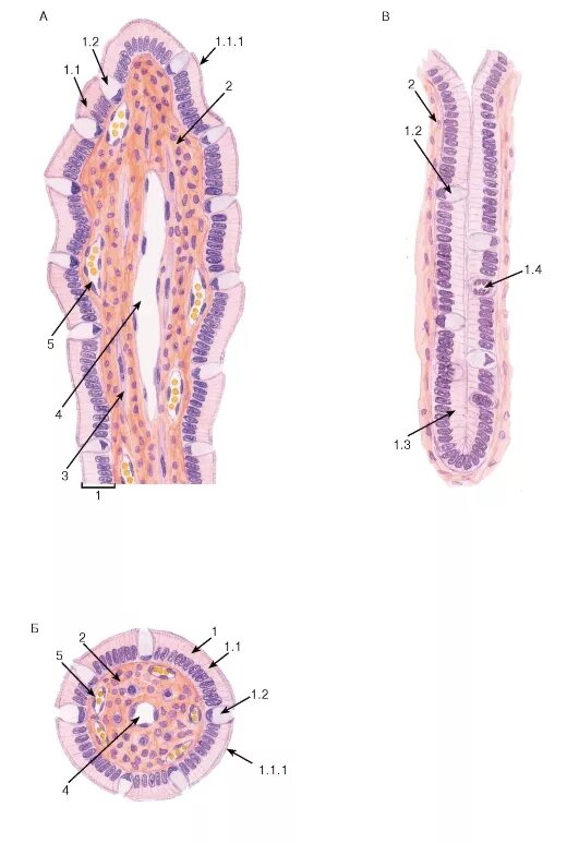 Вырост слизистой оболочки. Ворсинки тонкой кишки гистология. Поперечный срез тонкой кишки гистология. Строение ворсинки тонкого кишечника гистология. Ворсинки и крипты тонкой кишки гистология.
