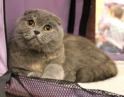 Британская вислоухая короткошерстная кошка