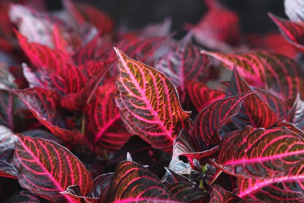 Buy Iresine herbstii -Brilliantissima - Garden Variety for low price