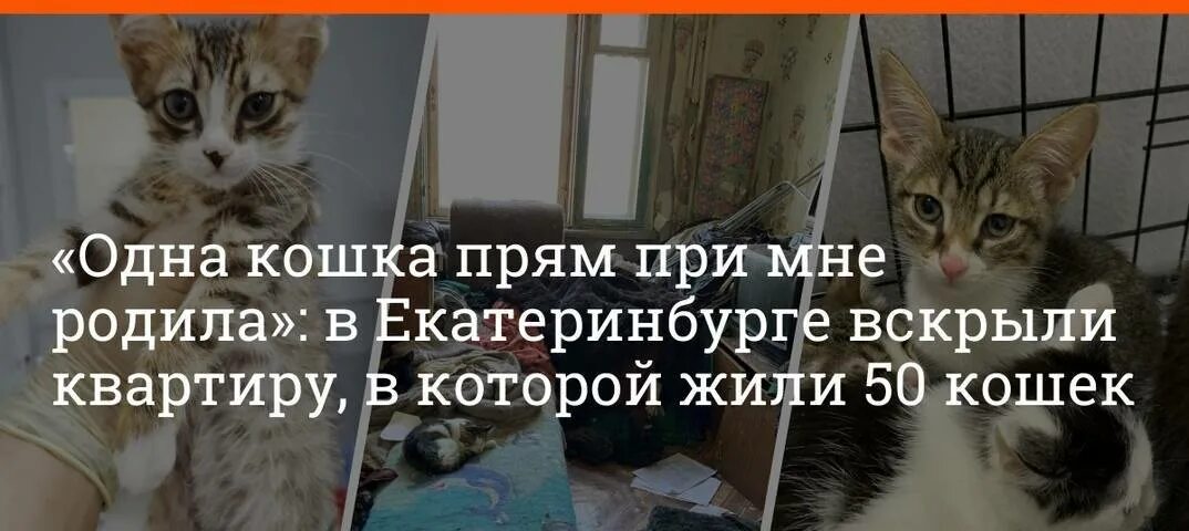 Оставить кошку одну на неделю можно. Можно ли оставлять кота на сутки. на сколько можно оставить кошку одну в квартире. на сколько можно оставить кошку дома дней одну. как оставить кошку на неделю дома.
