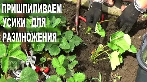Что делать после плодоношения клубники в июле