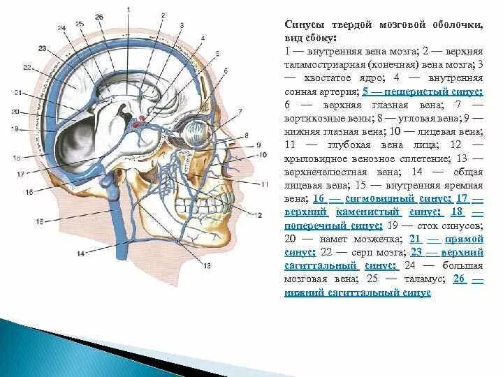 Синус оболочки мозга