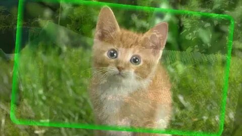 Добрые котята видео