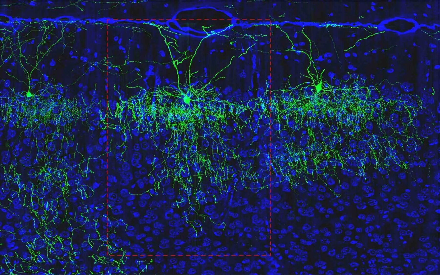 Mice cells