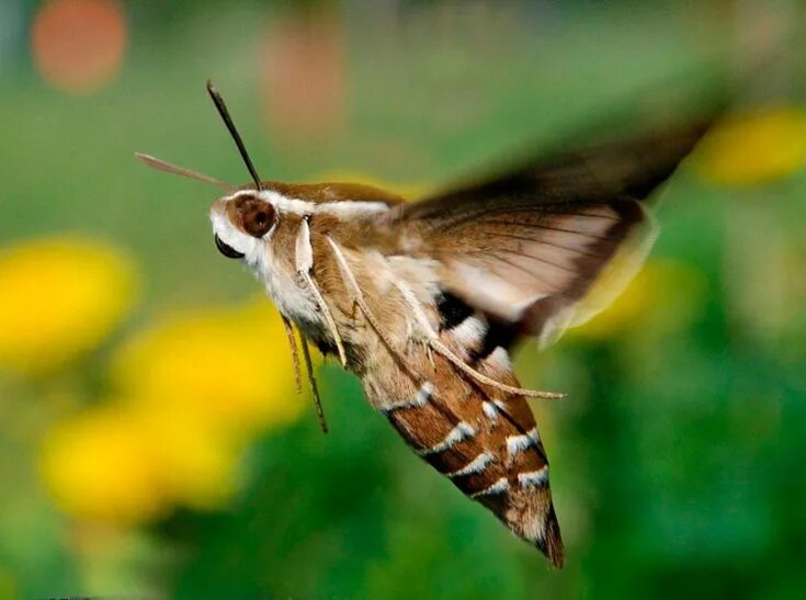 Free Images : nature, branch, leaf, flower, fly, wildlife, green, flight, hummin