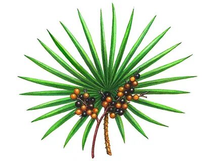 See plant