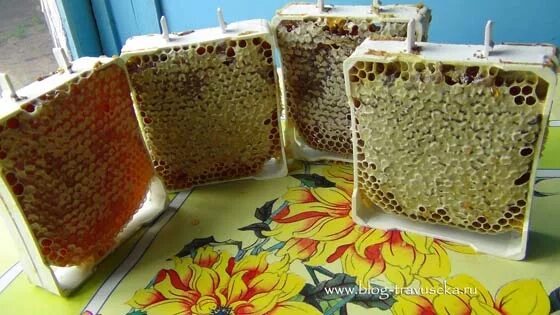 Можно есть соты с медом. Баночка забруса. Посуда для забруса. Мед вместе с сотами. Мед хранится в сотах.