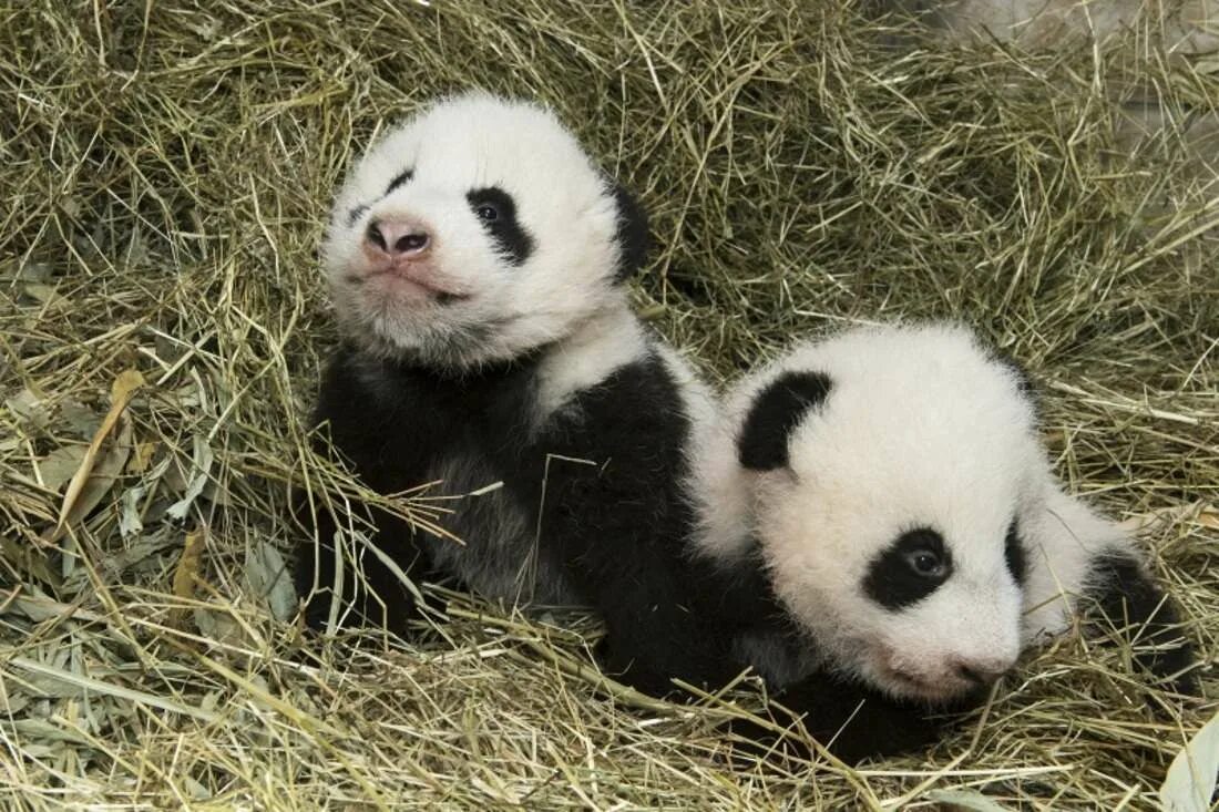 Панда детеныш москва. Панда с детёнышем. Роды панды. Детеныш большой панды. Большая Панда с детенышем.