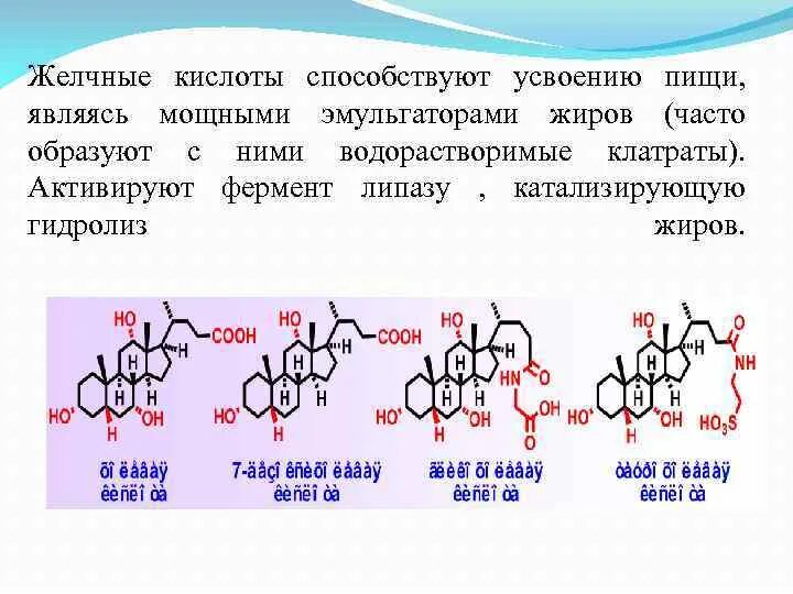 Гидролиз жиров ферменты. Соли желчных кислот строение. Гидролиз желчных кислот. Желчные кислоты структурная формула. Классификация желчных кислот биохимия.