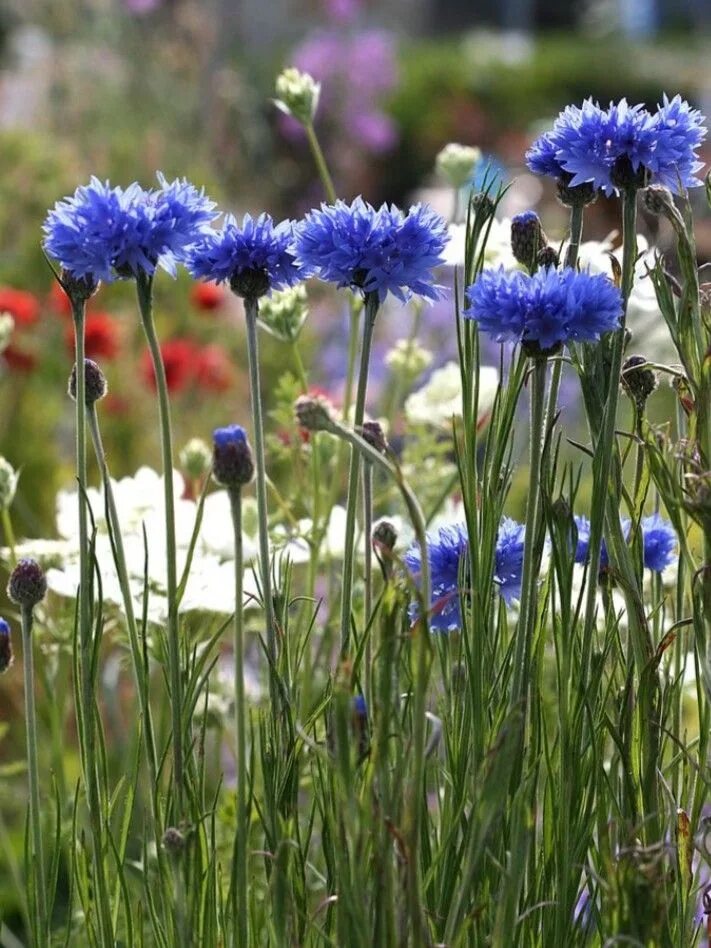 Василек полевой. Василек синий полевой. Centaurea cyanus клумба. Василек полевой цветок.