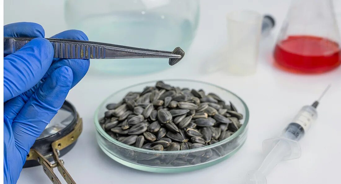 Семечко разбор. Лабораторные исследования сои. Семена подсолнечника армада сл. Семена подсолнечника масличная примесь. Семена пшеницы в чашке петри.