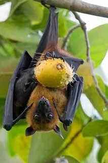 Fruit fox