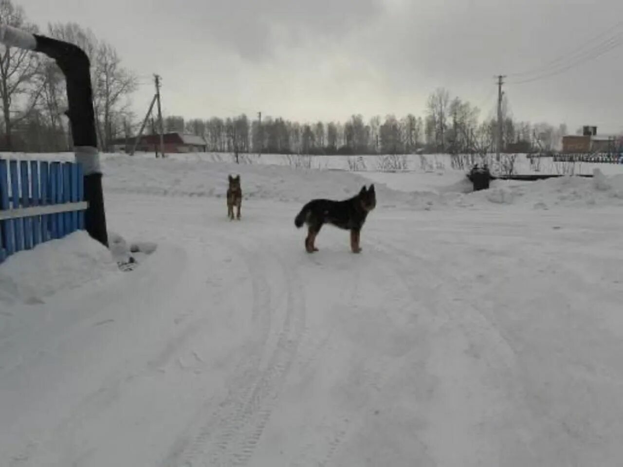 Собака села