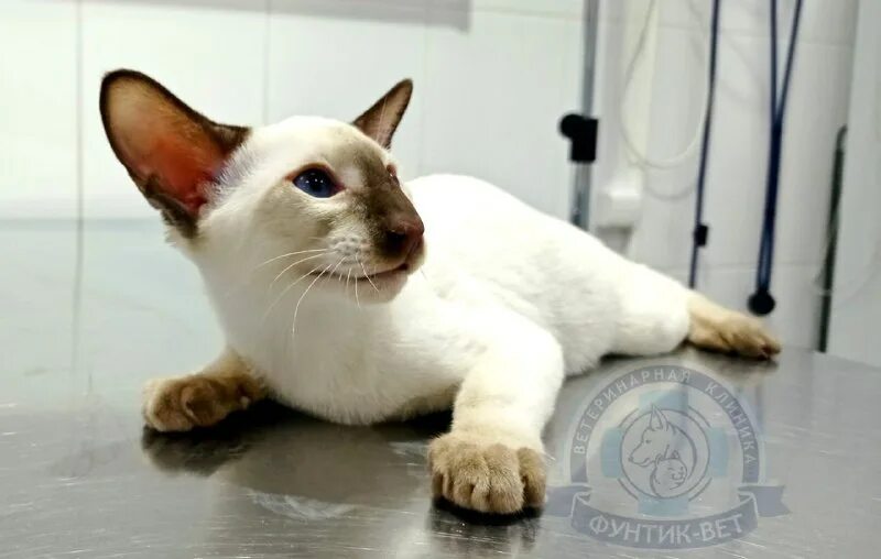 фунтик вет зеленоград на заводской