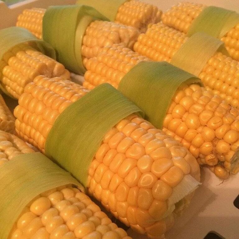 Морозят ли кукурузу в початках на зиму. Заморозка кукурузы на зиму. кукуруза в початках замороженная. кукуруза в початках консервированная. заморозить початки кукурузы на зиму.
