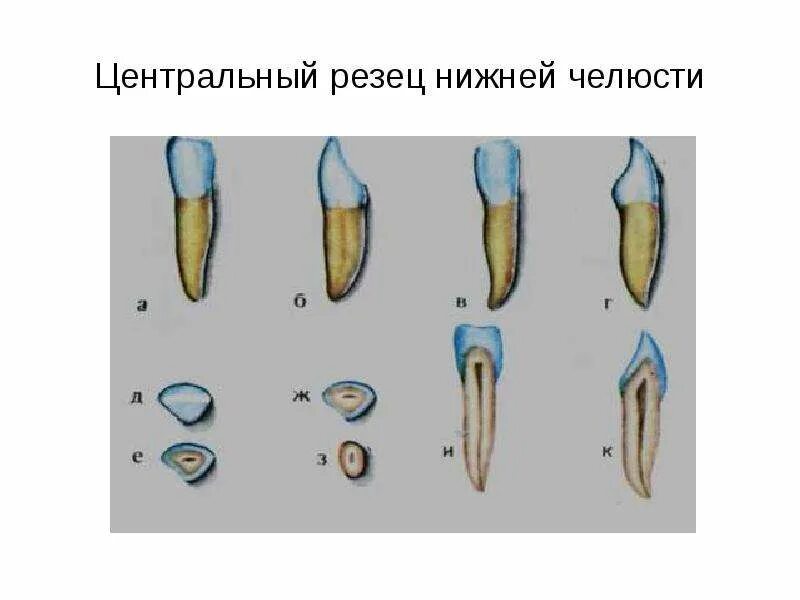 Зуб боковой резец. Верхний медиальный резец анатомия. Центральный медиальный резец верхней челюсти. Боковой резец нижней челюсти анатомия. Латеральный резец нижней челюсти анатомия.