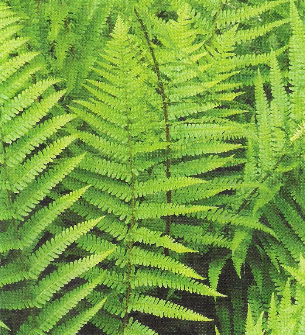 Папоротник лесной цветет. Папоротник дриоптерис. Цветок абага. Цветущий папоротник. Папоротник страусник обыкновенный.