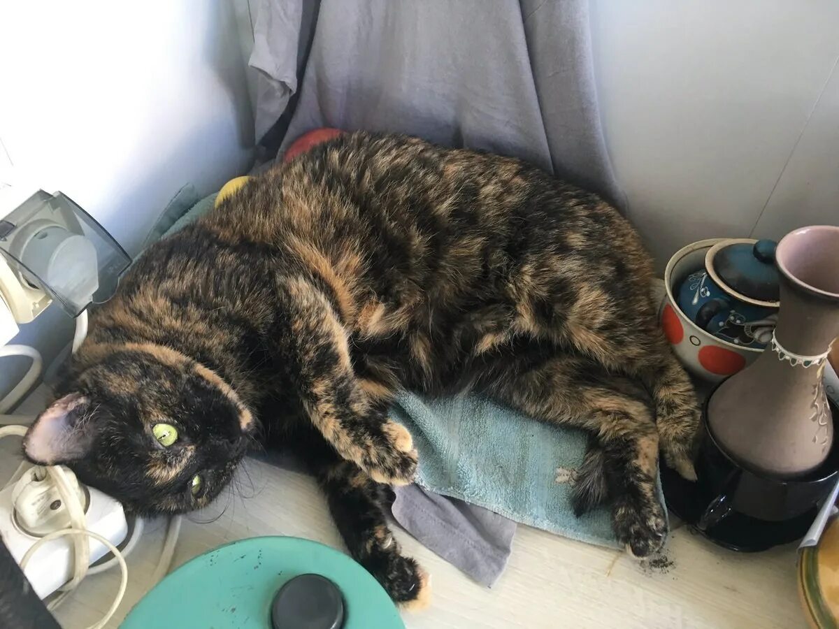 Кот писает с кровью лечение. Кошка писает. почему кот писает кровью. кошка ссыт с кровью причины.