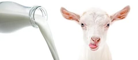 Goat milking