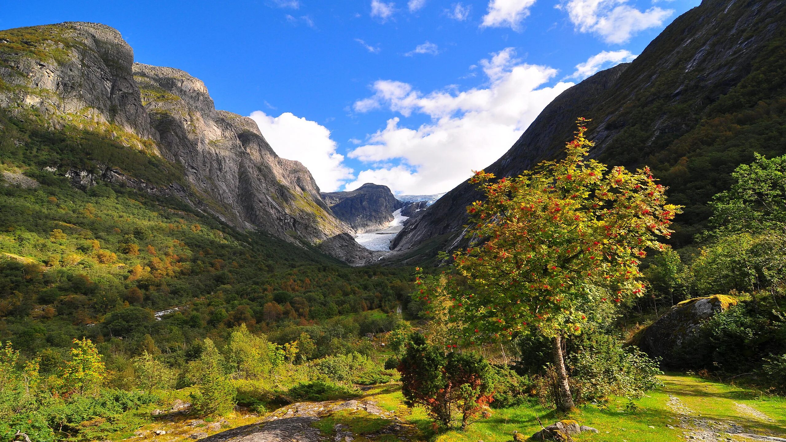 Ущелье в горах. Деревья в горах. Дерево на фоне гор. Высокогорные деревья. Хвойные деревья склонов горы ай петри.
