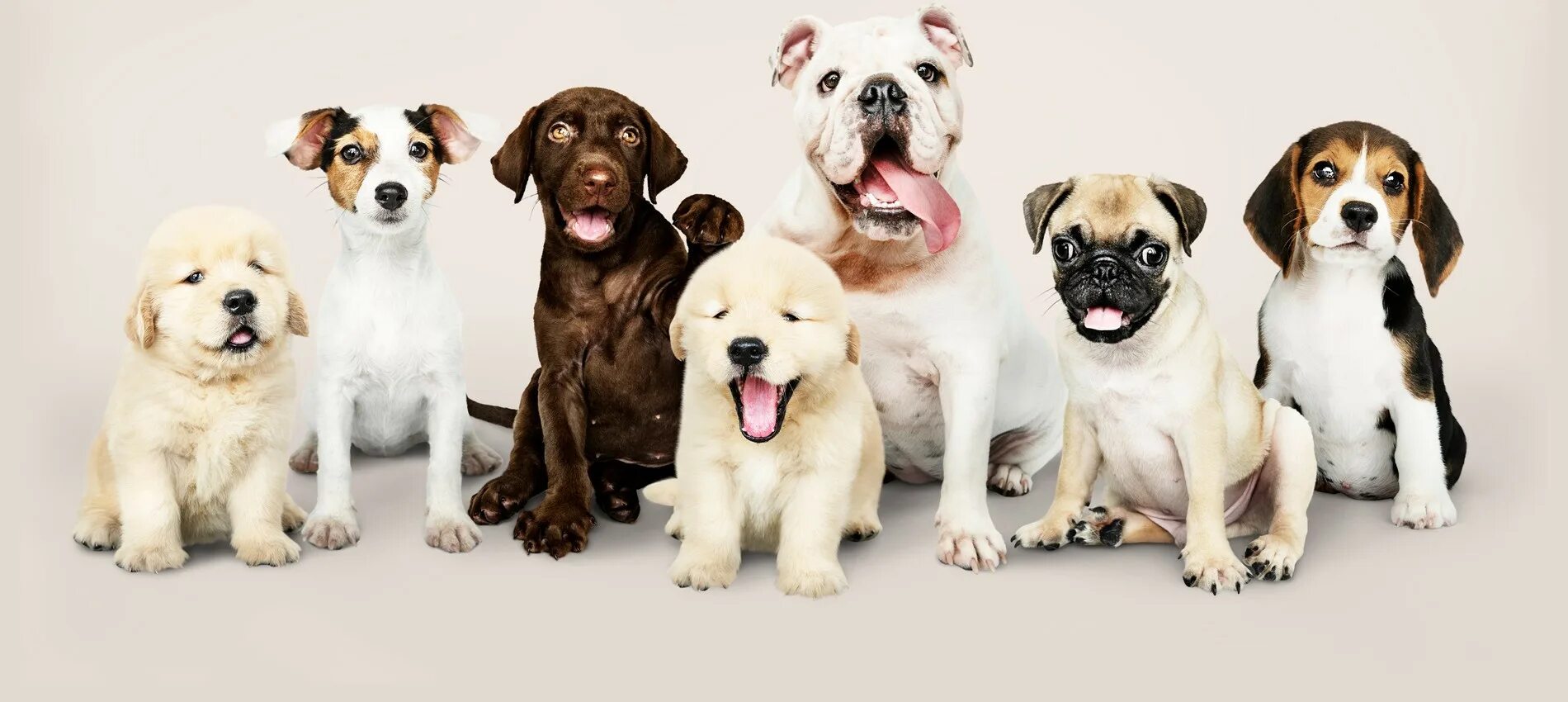 Лабрадор ретривер. 1. Какую породу собаки выбрать для дома. Проект породистые собаки. Разнообразие пород собак.