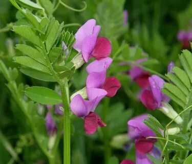 Plant wiki