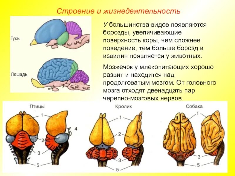 Головной мозг млекопитающих хорошо развитые. Схема головного мозга млекопитающих. строение головного мозга млекопитающих. строение головной мозга млекопитающих мозг. мозжечок головного мозга млекопитающих.