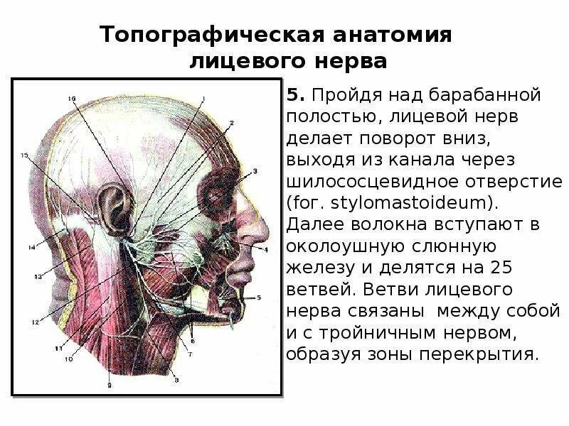 Барабанная струна лицевого нерва. Барабанная струна лицевого нерва анатомия. Лицевой нерв топографическая анатомия. Лицевой нерв анатомия топография. Лицевой нерв череп