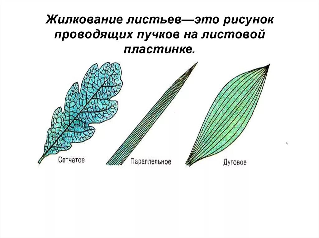 Параллельное дуговое сетчатое. Типы жилкования листьев 6. Рисунок типы жилкования листа. Сетчатое жилкование листовой пластинки у. Жилкование листа 6 класс биология.