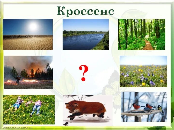 Кросенс. Кроссенс. Кроссенс для дошкольников. Кроссенсы для начальной школы. Кроссенс окружающий мир.